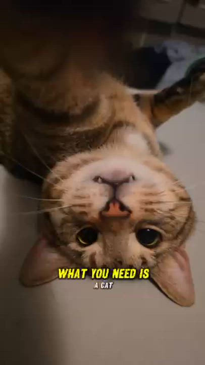 Enlarge Jakey, a Adoptable Domestic Short Hair in MANASSAS, VA video 3/6