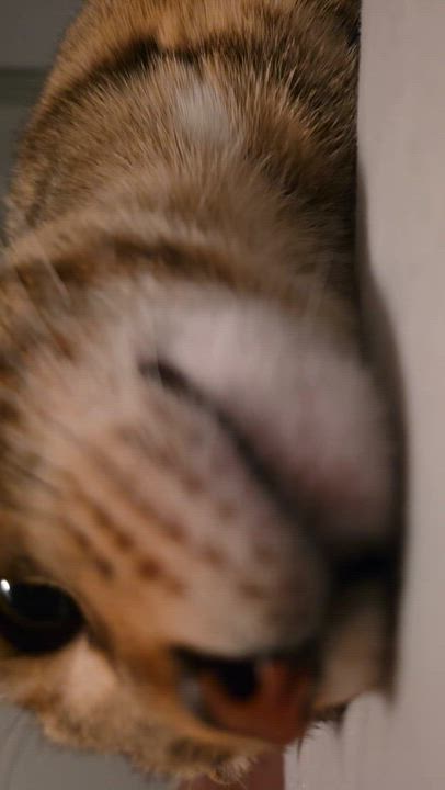 Enlarge Jakey, a Adoptable Domestic Short Hair in MANASSAS, VA video 5/6