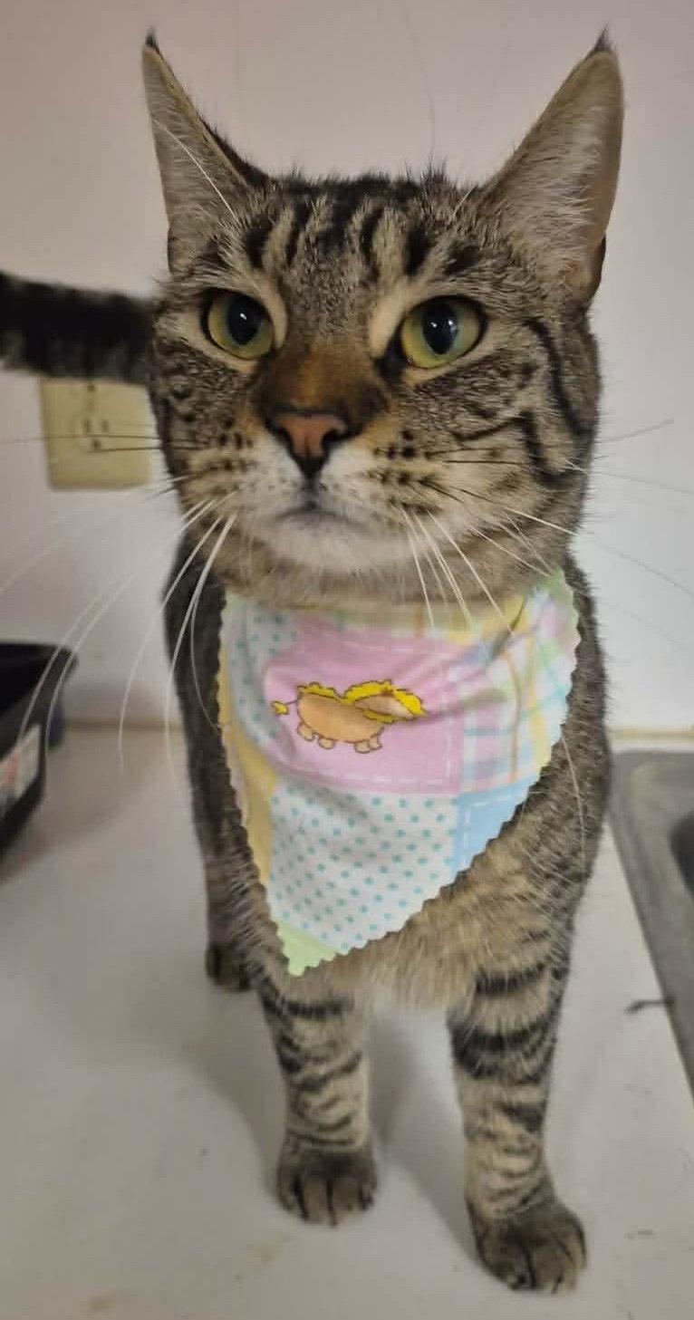 Enlarge Aastra, a Adoptable Domestic Short Hair in Forest Lake, MN image 1/1