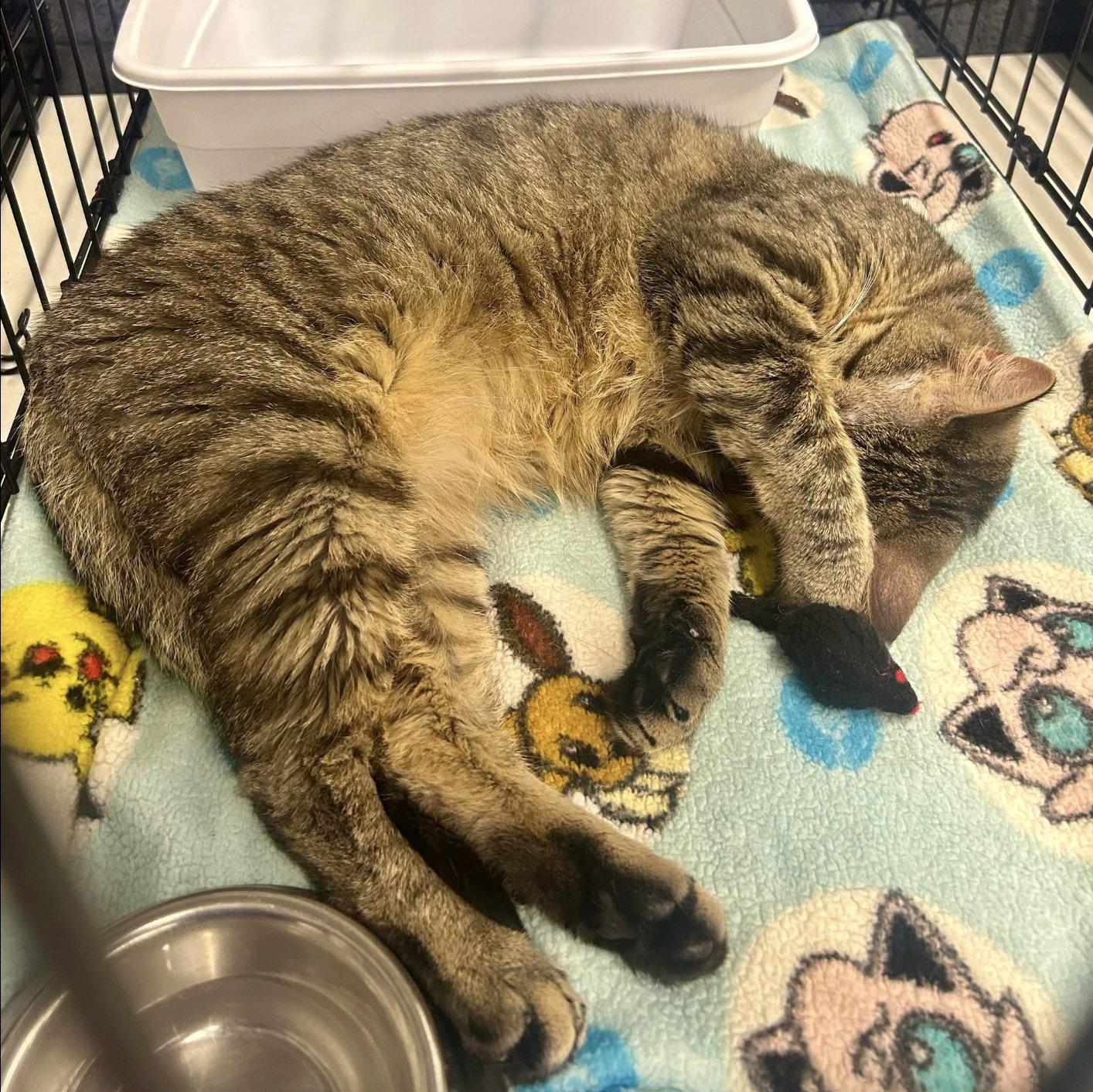 Aastra, a Adoptable Domestic Short Hair in Forest Lake, MN image 2/2