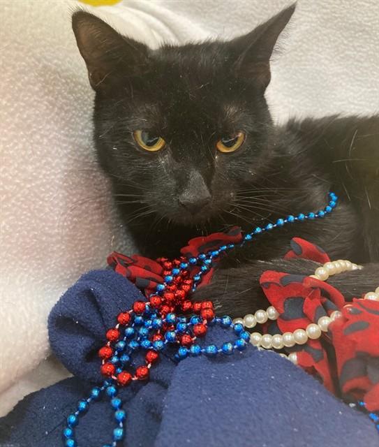 SAVANNA, Adoptable, Young Female Domestic Short Hair.