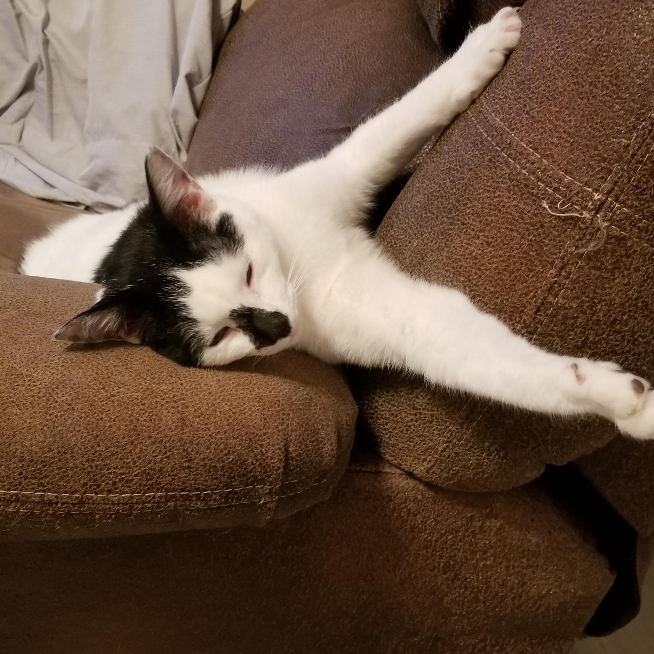 Enlarge Bongo, an adoptable Domestic Short Hair in Cedaredge, CO image 4/5