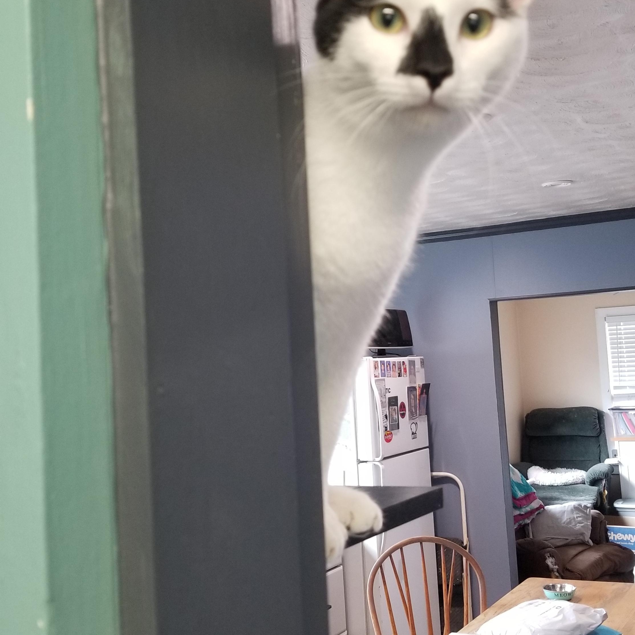 Enlarge Bongo, an adoptable Domestic Short Hair in Cedaredge, CO image 5/5