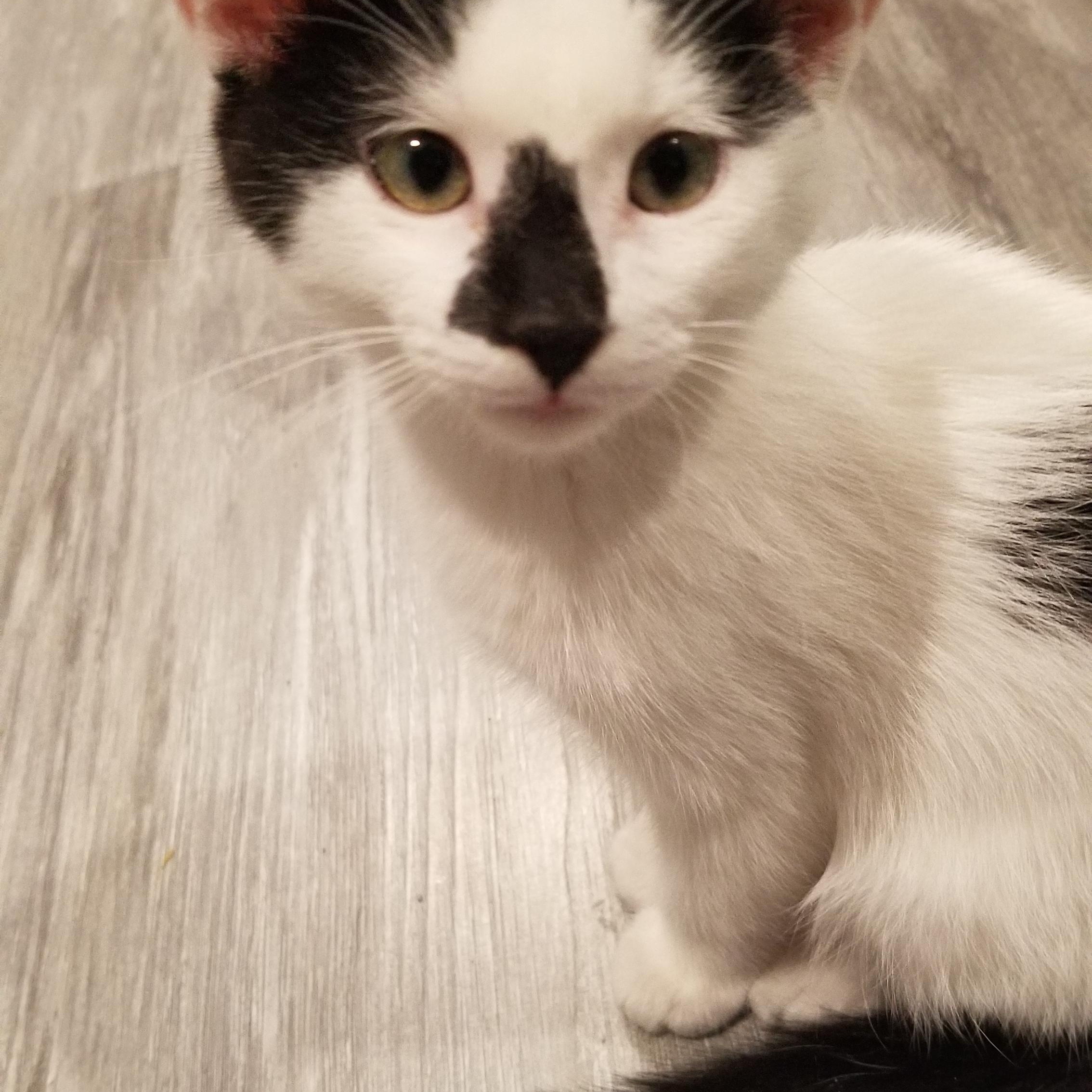 Bongo, a Adoptable Domestic Short Hair in Cedaredge, CO image 5/5