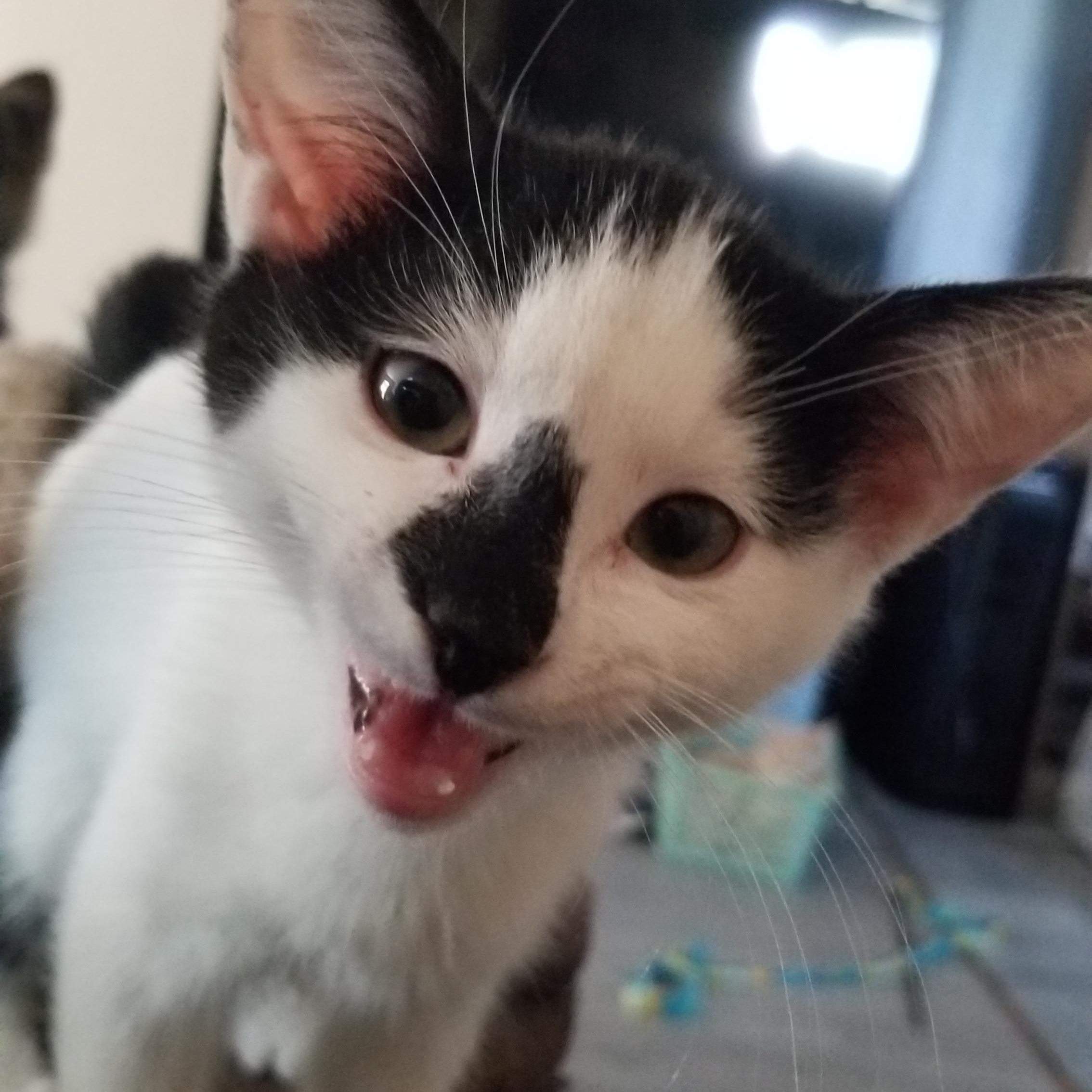 Bongo, Adoptable, Young Male Domestic Short Hair.