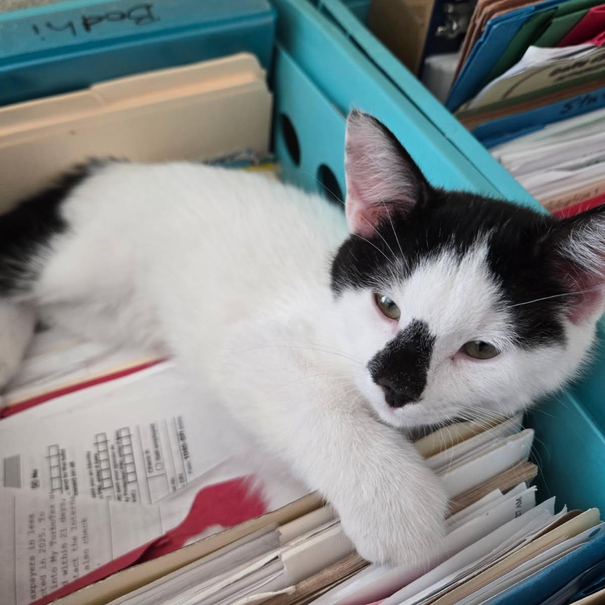 Bongo, a Adoptable Domestic Short Hair in Cedaredge, CO image 4/5