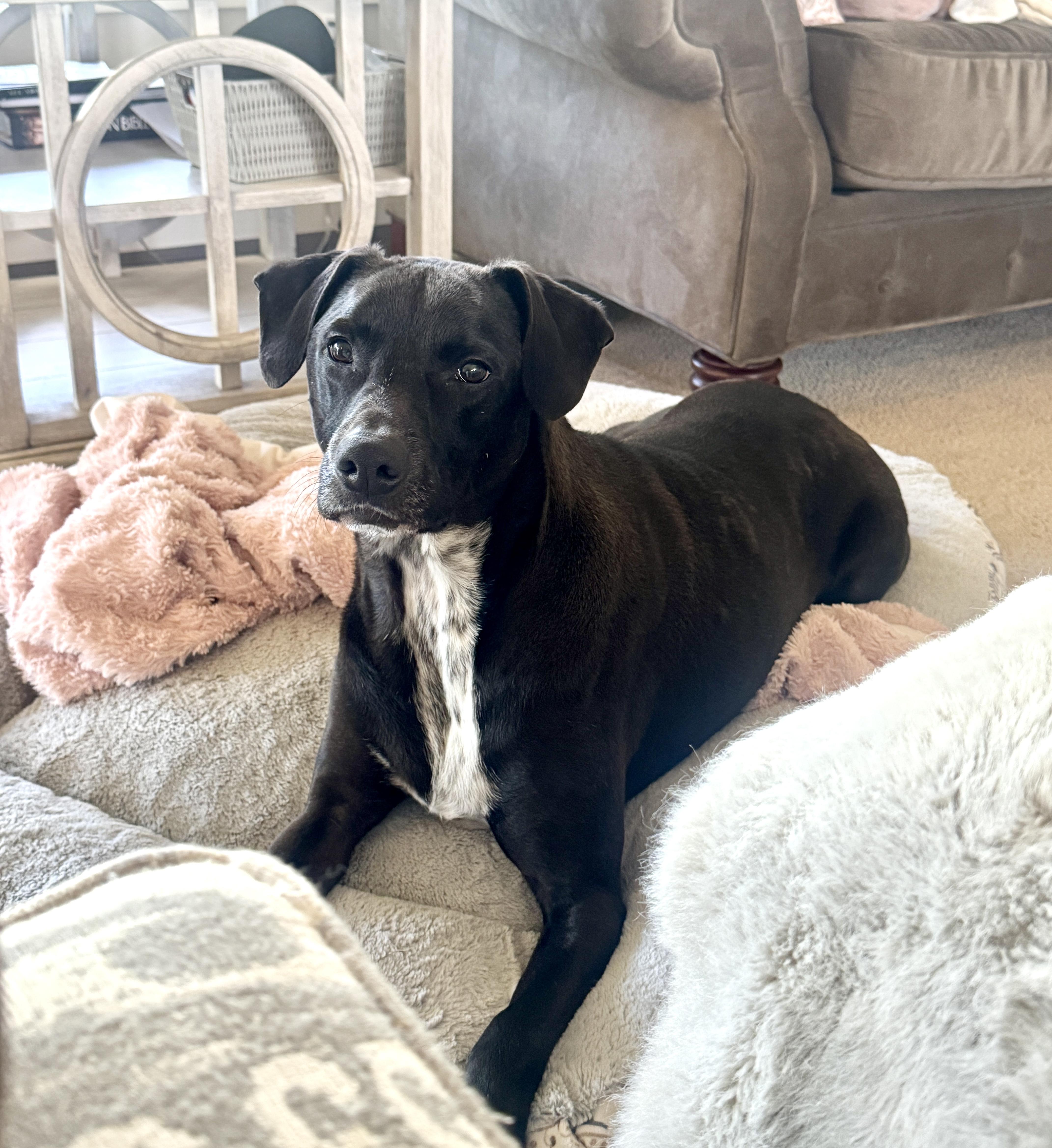 Ralphie, ADOPTABLE, Adult Male Labrador Retriever.