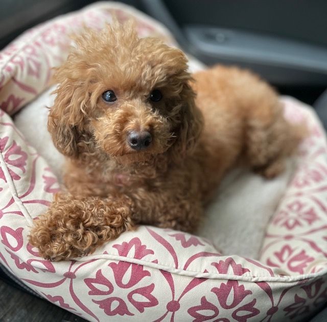 Sienna, Adoptable, Young Female Poodle.