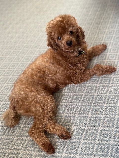 Sienna, a Adoptable Poodle in Somerville, MA image 2/5