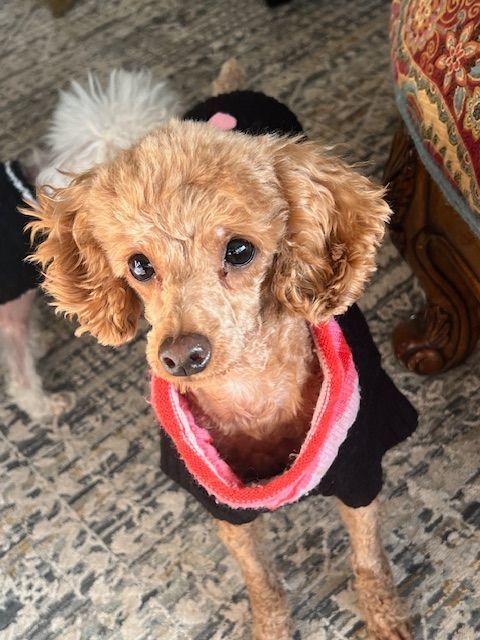 Sienna, a Adoptable Poodle in Somerville, MA image 3/5