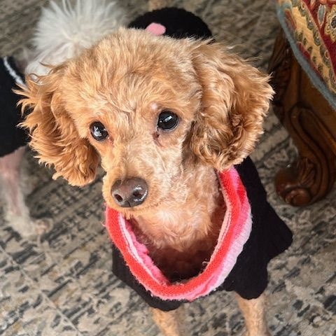 Sienna, a Adoptable Poodle in Somerville, MA image 1/5