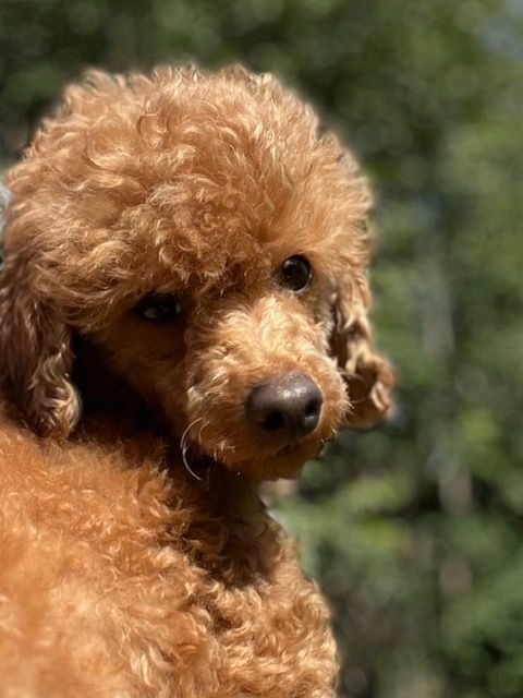Sienna, a Adoptable Poodle in Somerville, MA image 4/5