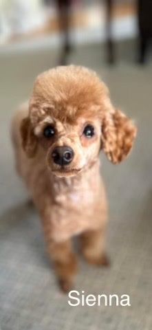 Sienna, a Adoptable Poodle in Somerville, MA image 5/5