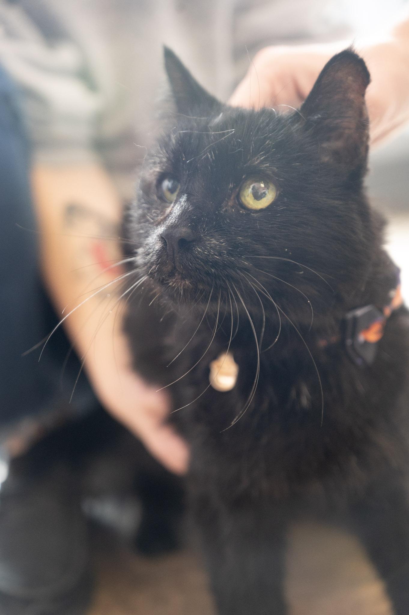 Magic, Adoptable, Senior Male Domestic Medium Hair.