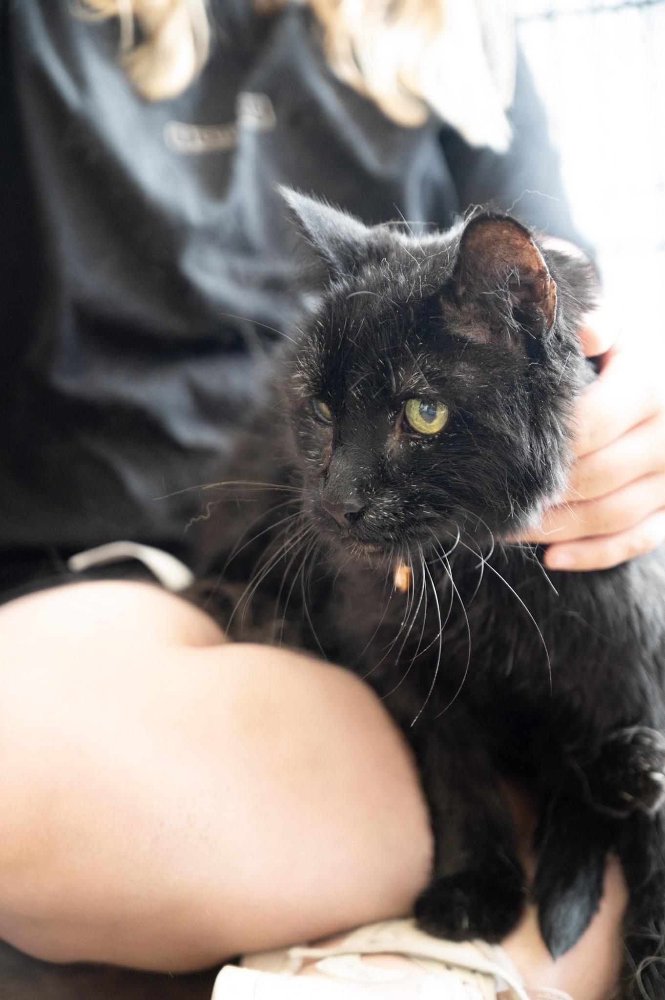 Enlarge Magic, a Adoptable Domestic Medium Hair in Austintown, OH image 2/3