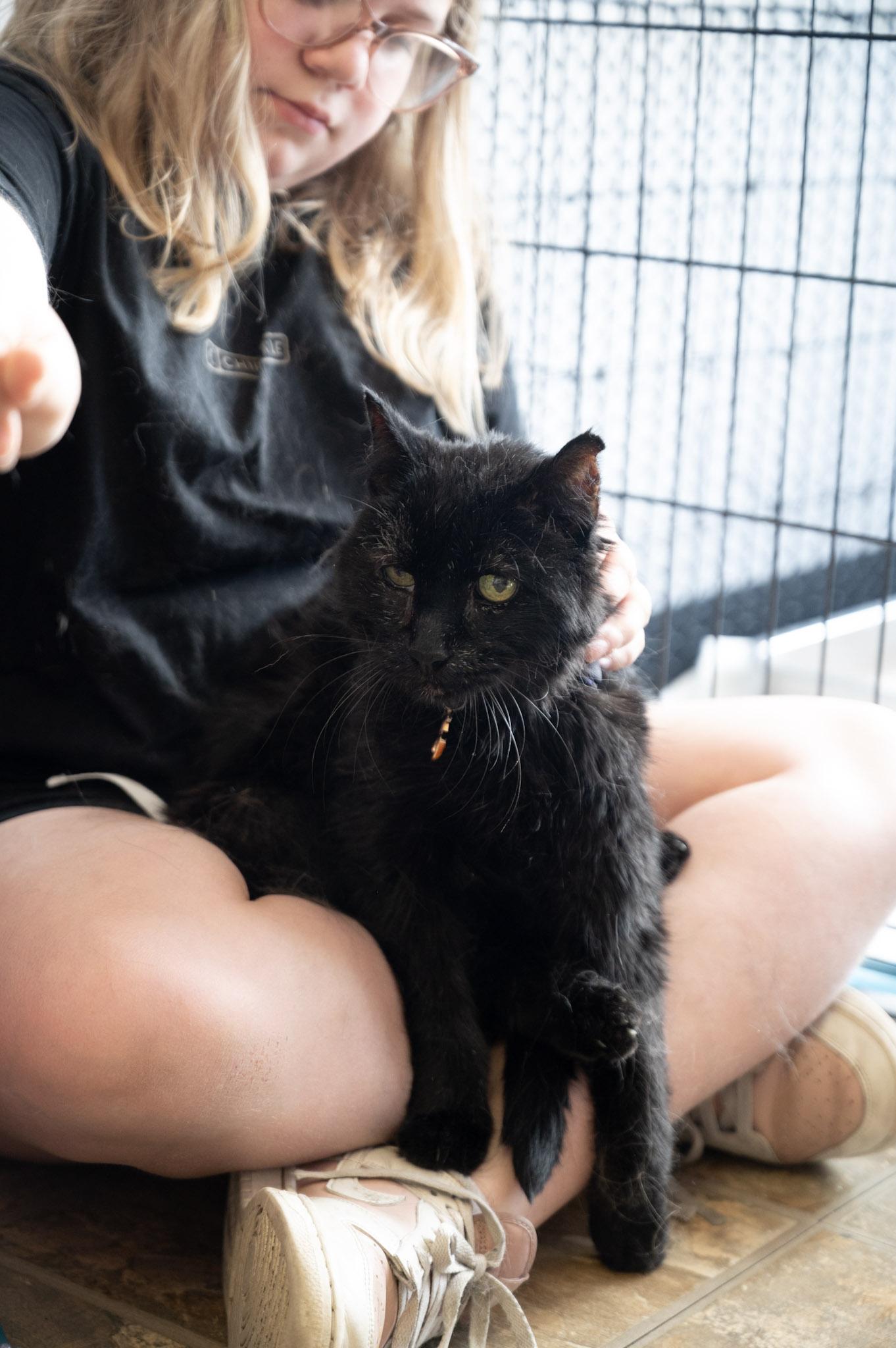 Enlarge Magic, a Adoptable Domestic Medium Hair in Austintown, OH image 3/3