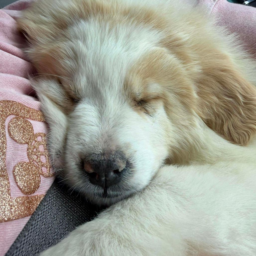 Hercules, Adoptable, Puppy Male Labrador Retriever & Great Pyrenees.