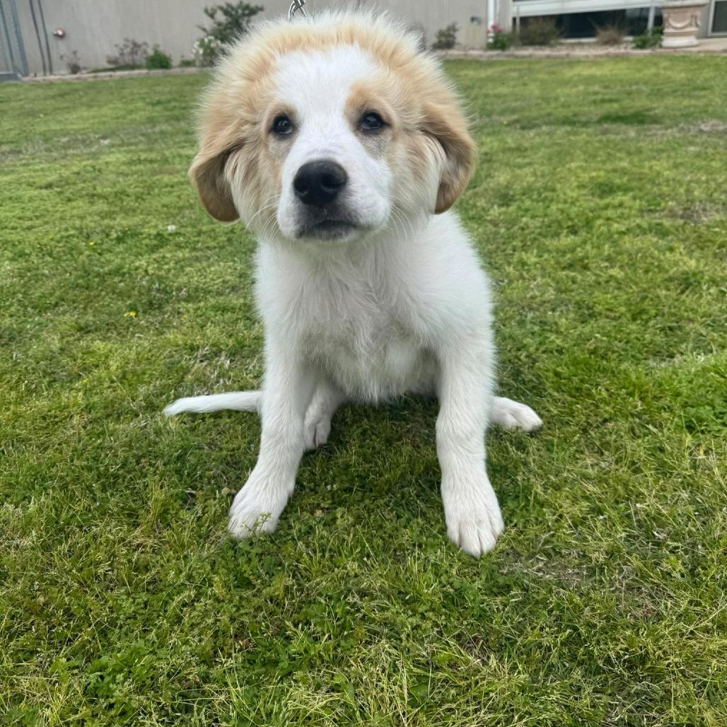 Enlarge Hercules, a Adoptable mixed breed in Jackson, MO image 3/5