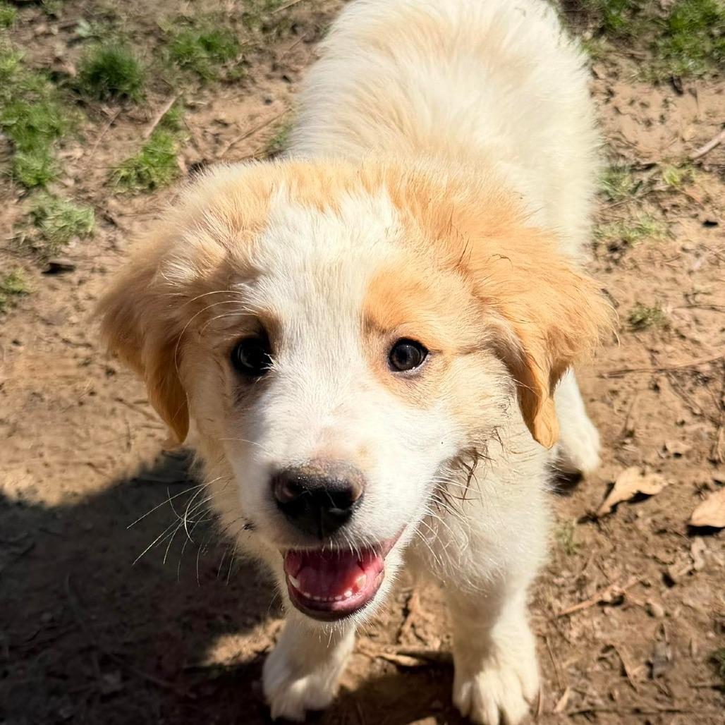 Enlarge Hercules, a Adoptable mixed breed in Jackson, MO image 4/5