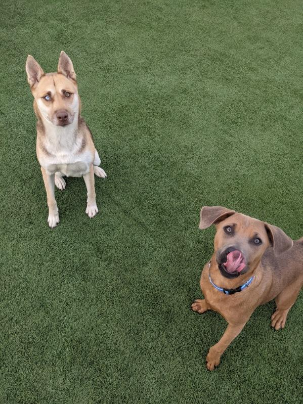 Enlarge Carolina, a Adopted mixed breed in Coralville, IA image 1/6