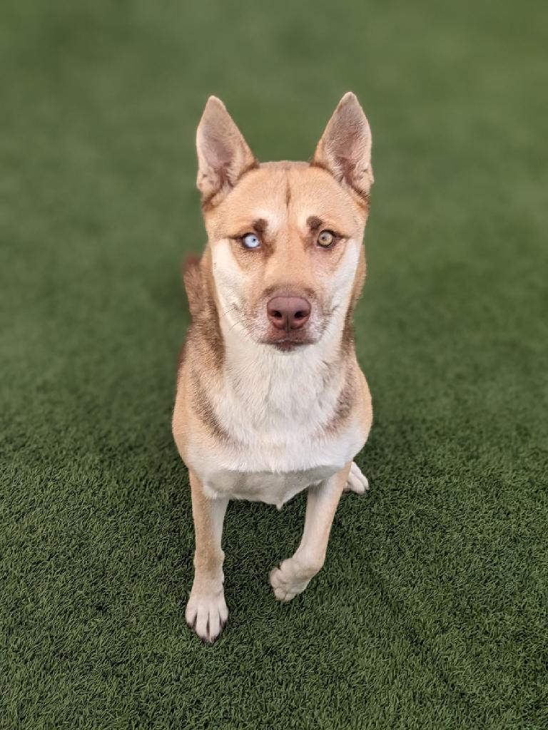 Enlarge Carolina, a Adopted mixed breed in Coralville, IA image 2/6