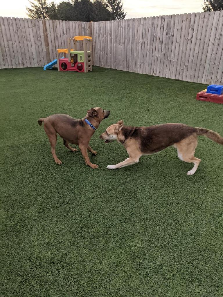 Enlarge Carolina, a Adopted mixed breed in Coralville, IA image 3/6