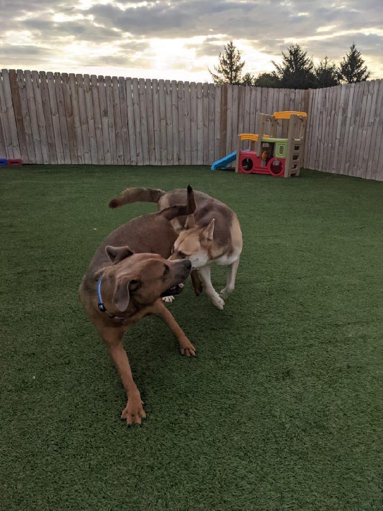 Enlarge Carolina, a Adopted mixed breed in Coralville, IA image 5/6