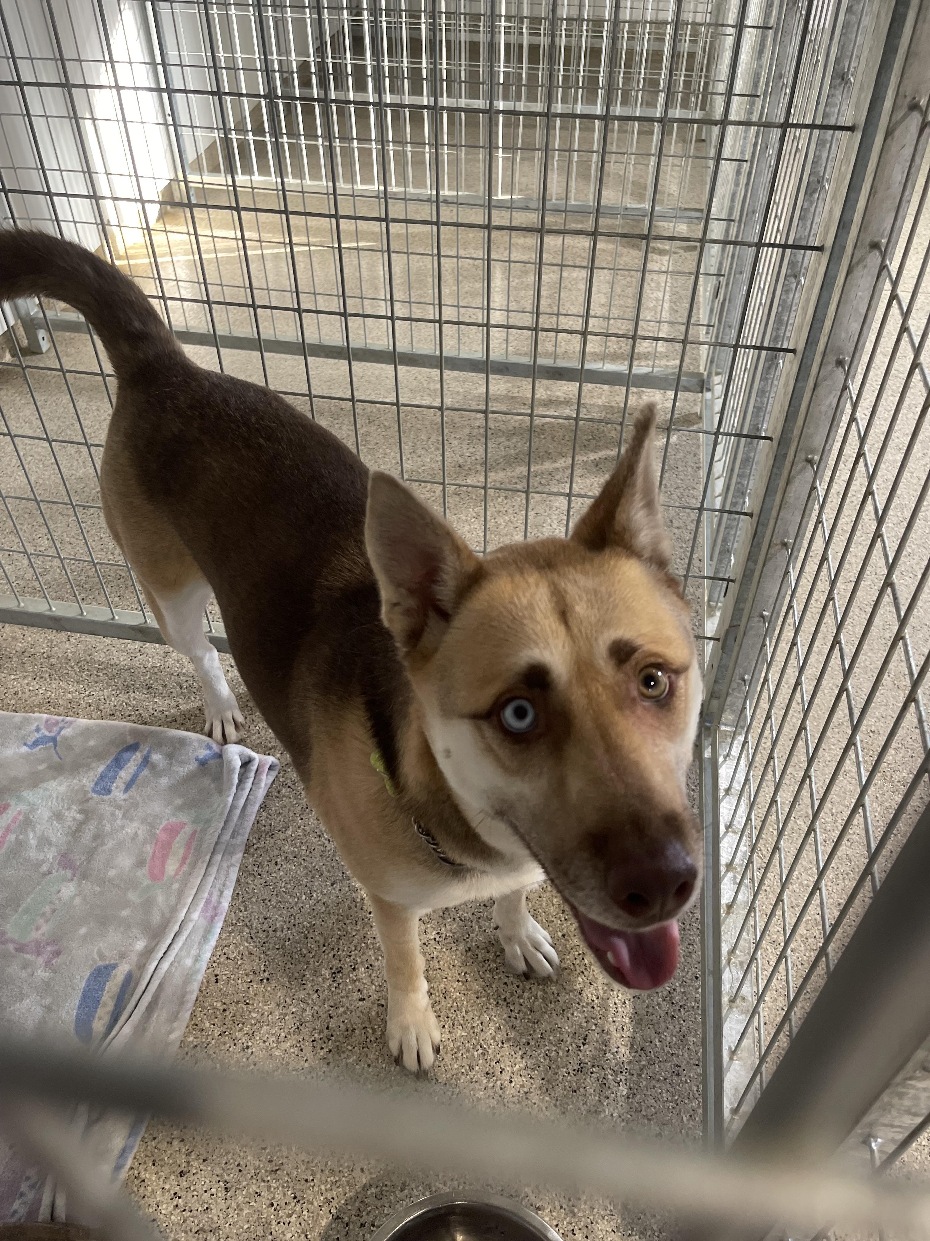 Enlarge Carolina, a Adopted mixed breed in Coralville, IA image 6/6