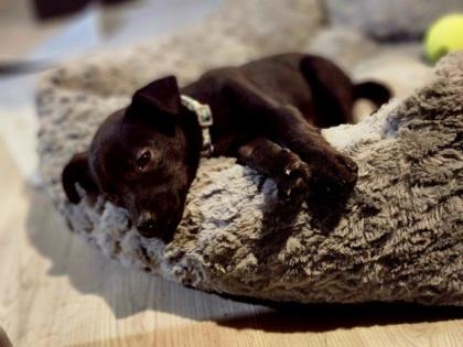 Olive, Adoptable, Puppy Female Fox Terrier & Mixed Breed.