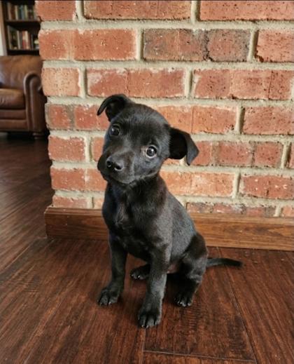 Olive, a Adoptable mixed breed in Cibolo, TX image 2/3