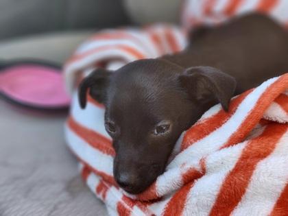 Olive, a Adoptable mixed breed in Cibolo, TX image 3/3