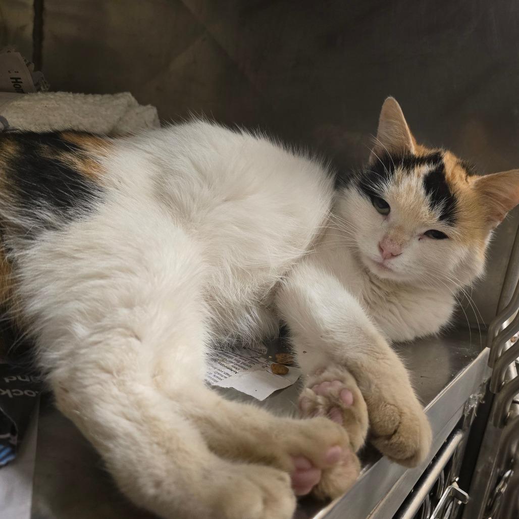 Aloe, a Adoptable Domestic Short Hair in Waldorf, MD image 2/3