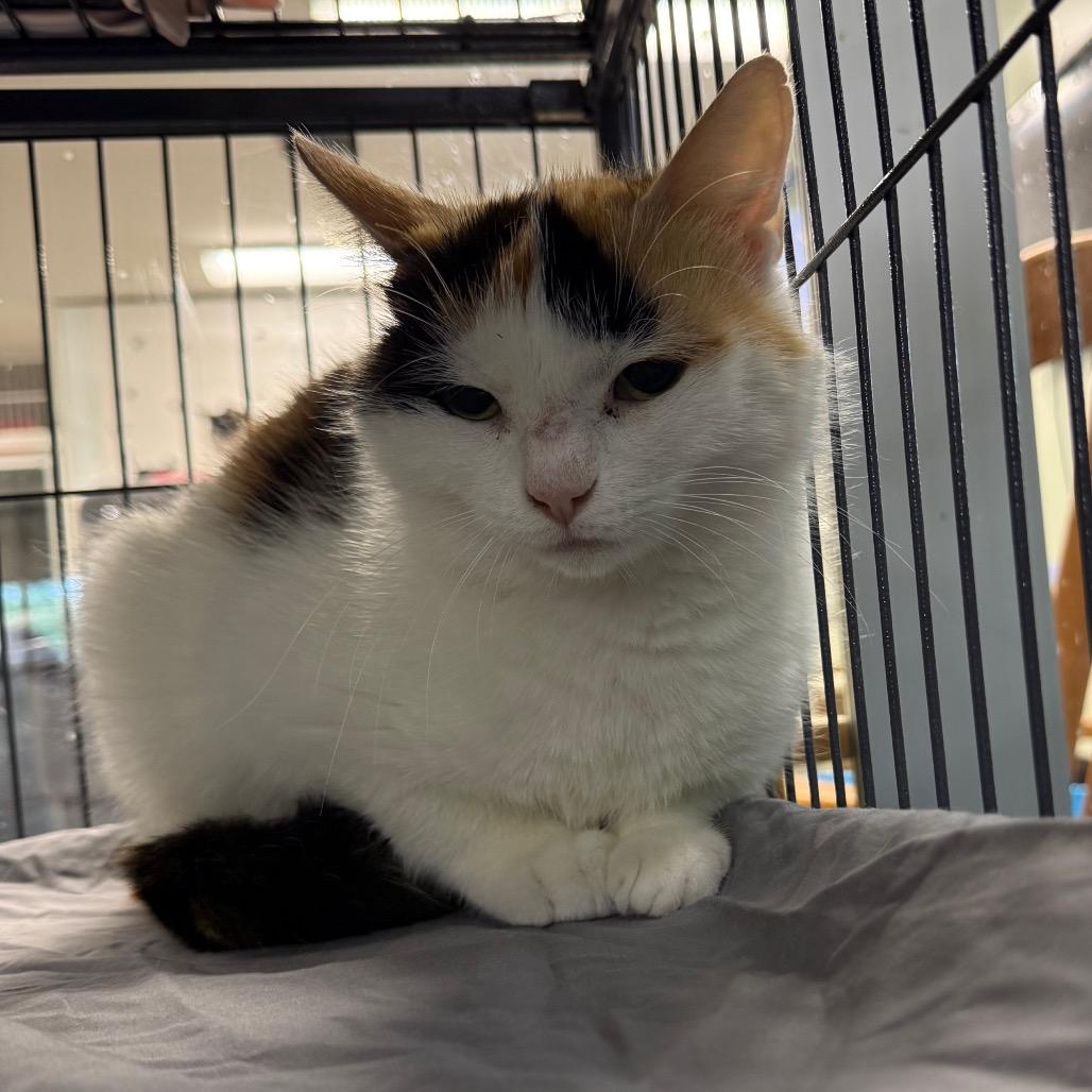 Aloe, a Adoptable Domestic Short Hair in Waldorf, MD image 3/3