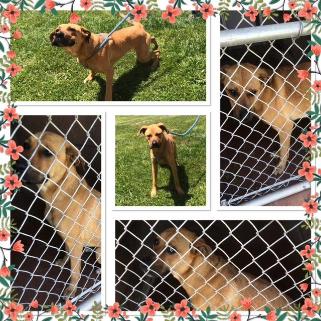 Enlarge ZOEY, a ADOPTABLE mixed breed in Buckhannon, WV image 1/1