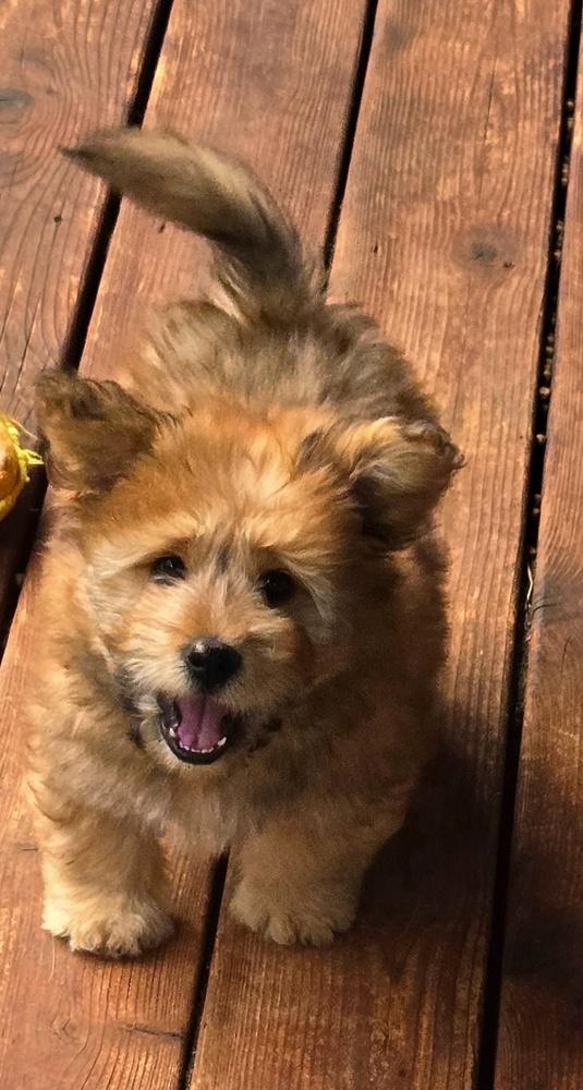 Enlarge Sloth, a Adopted mixed breed in Bend, OR image 3/5