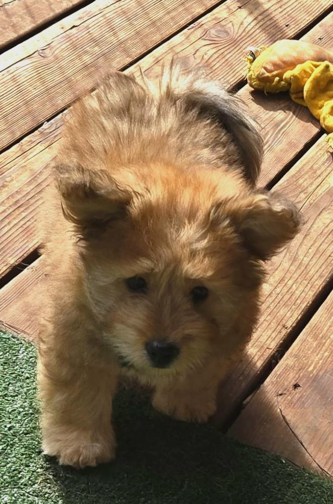 Enlarge Sloth, a Adopted mixed breed in Bend, OR image 4/5