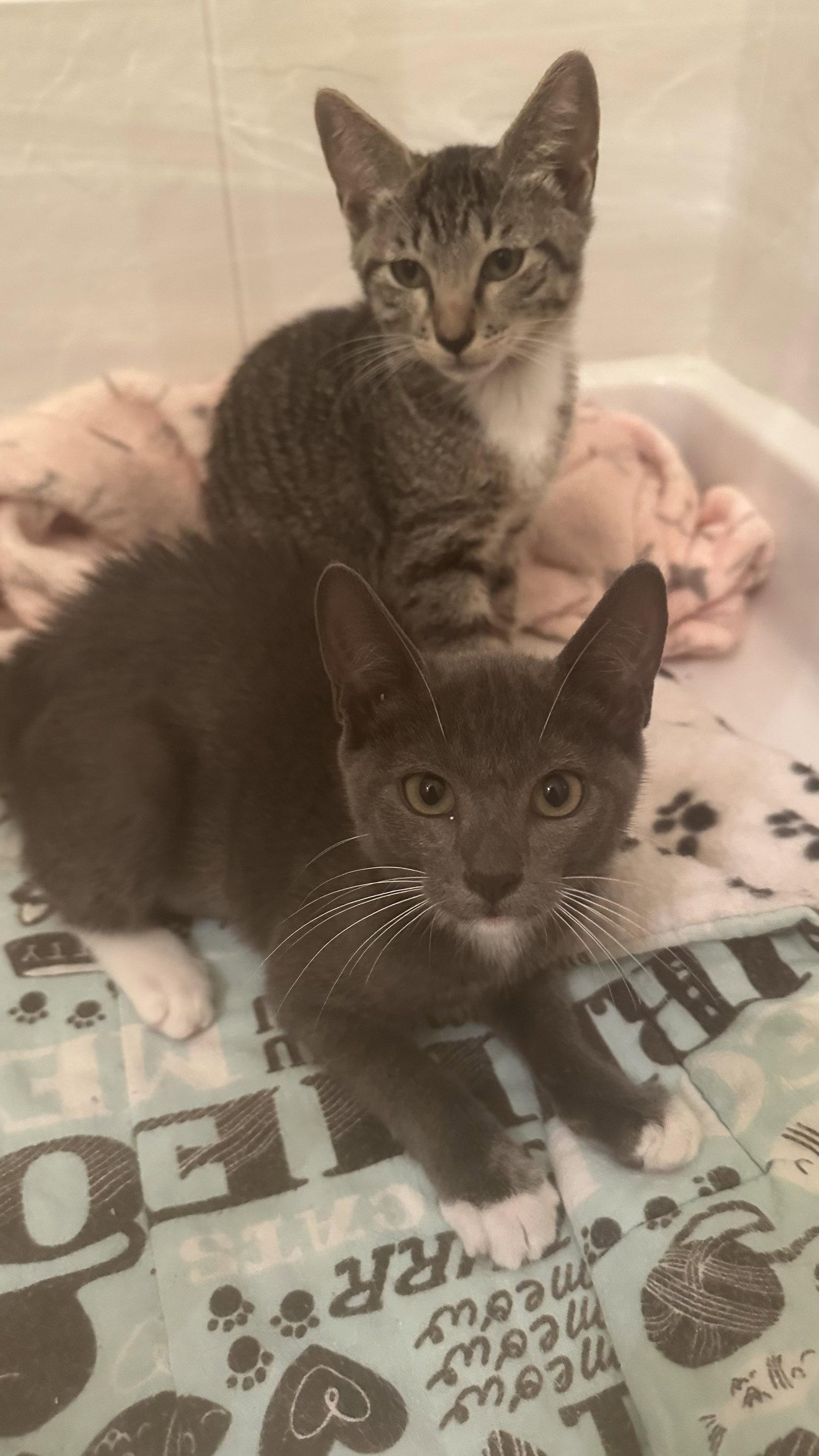 Enlarge Luna, a Adopted Domestic Short Hair in West Palm Beach, FL image 1/1