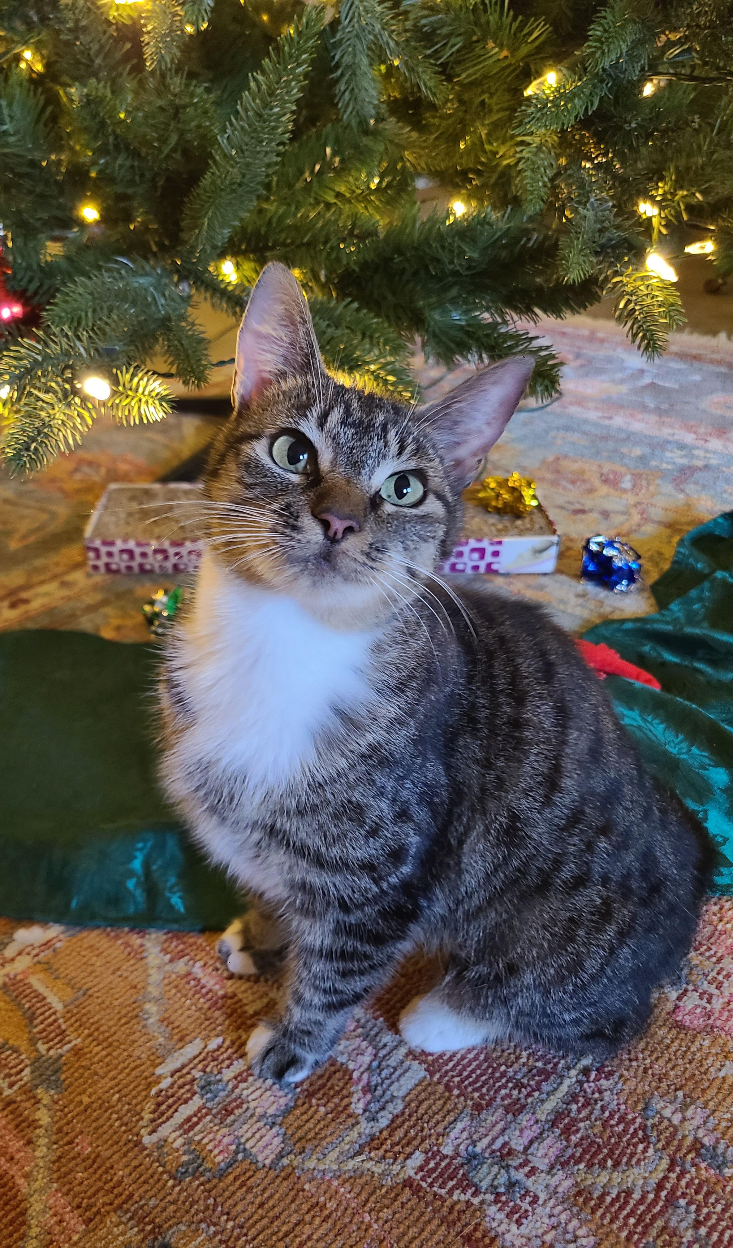 Enlarge Hazelnut, an adopted Domestic Short Hair in Ellijay, GA image 1/6