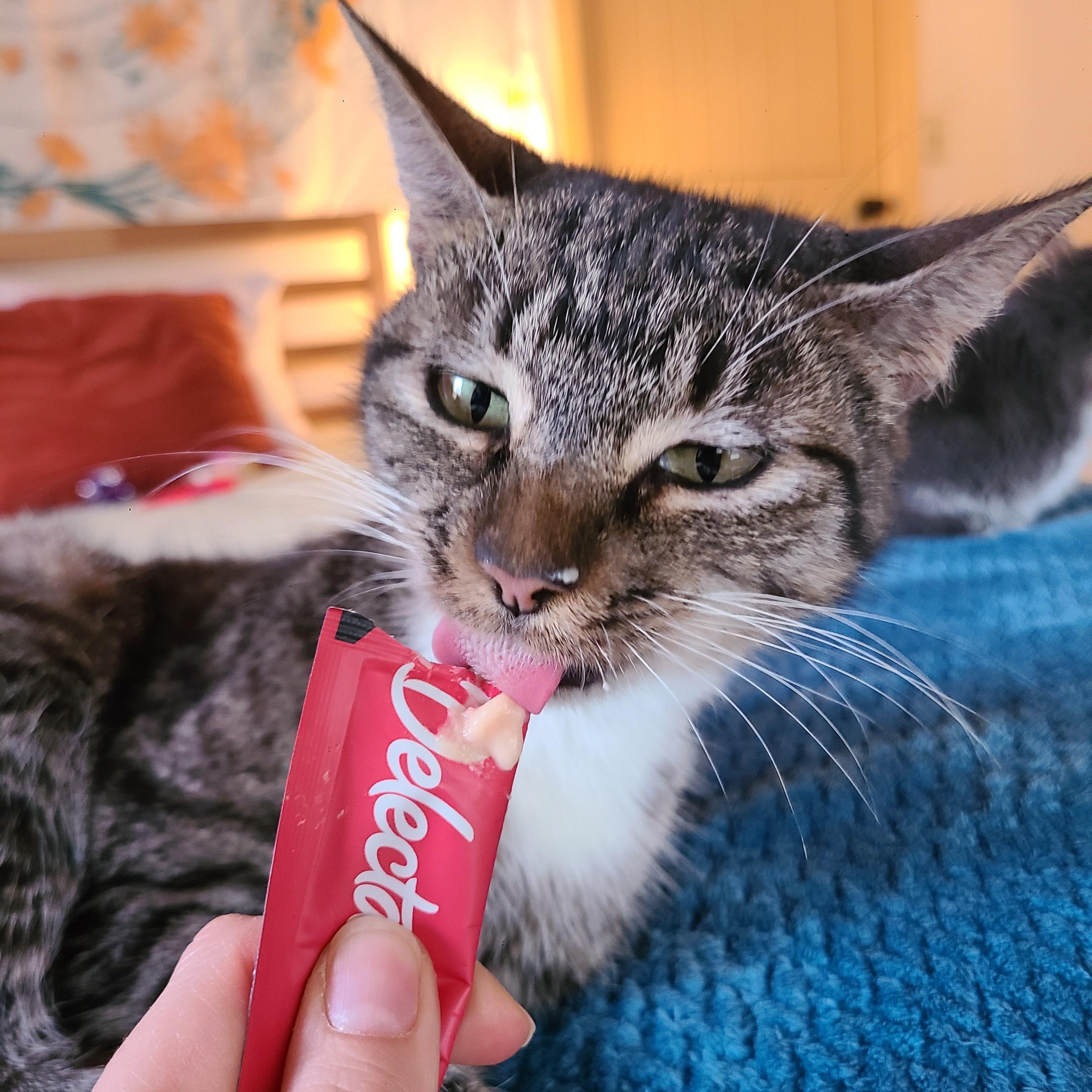 Enlarge Hazelnut, an adopted Domestic Short Hair in Ellijay, GA image 5/6