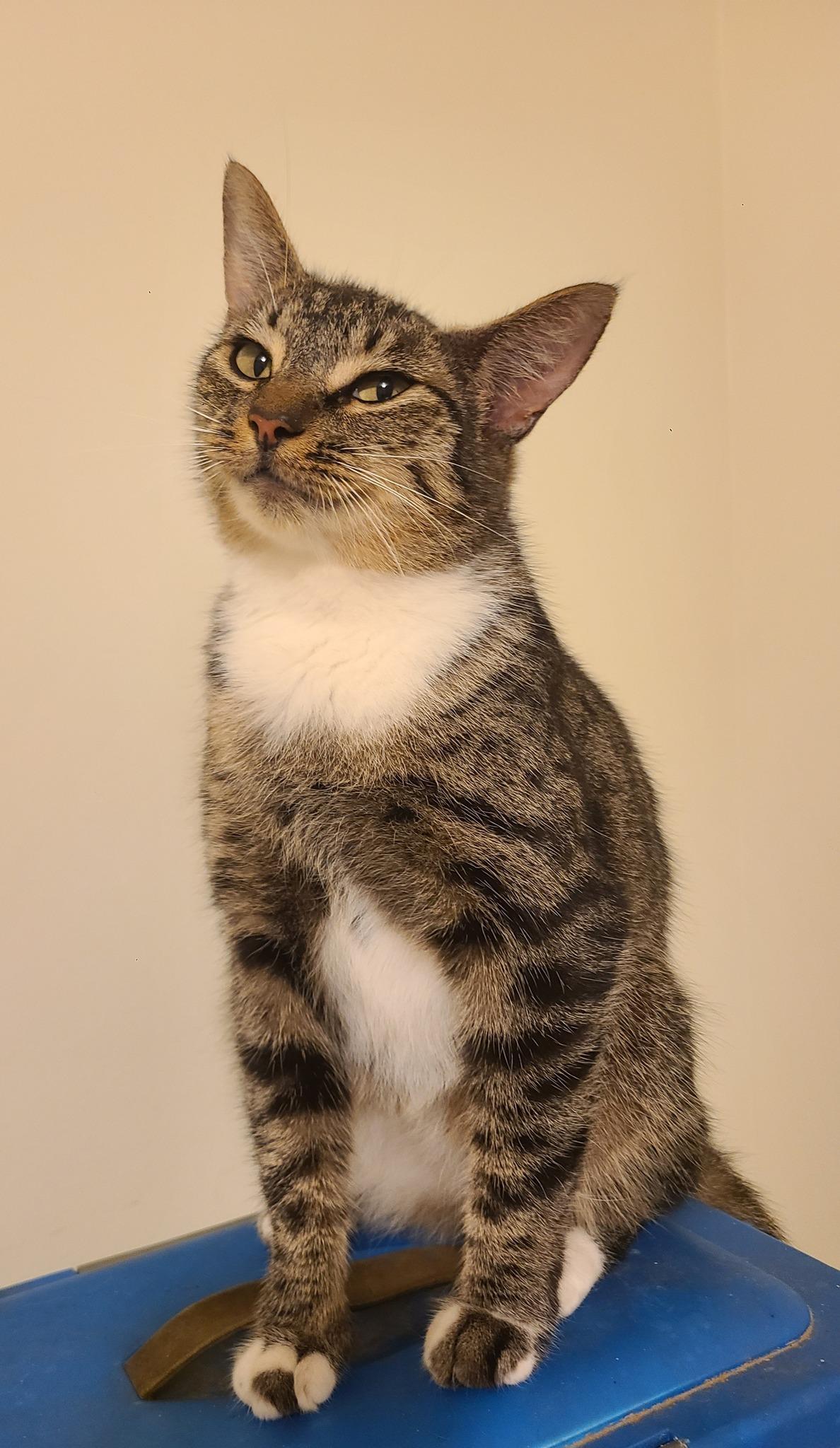Enlarge Hazelnut, an adopted Domestic Short Hair in Ellijay, GA image 2/6