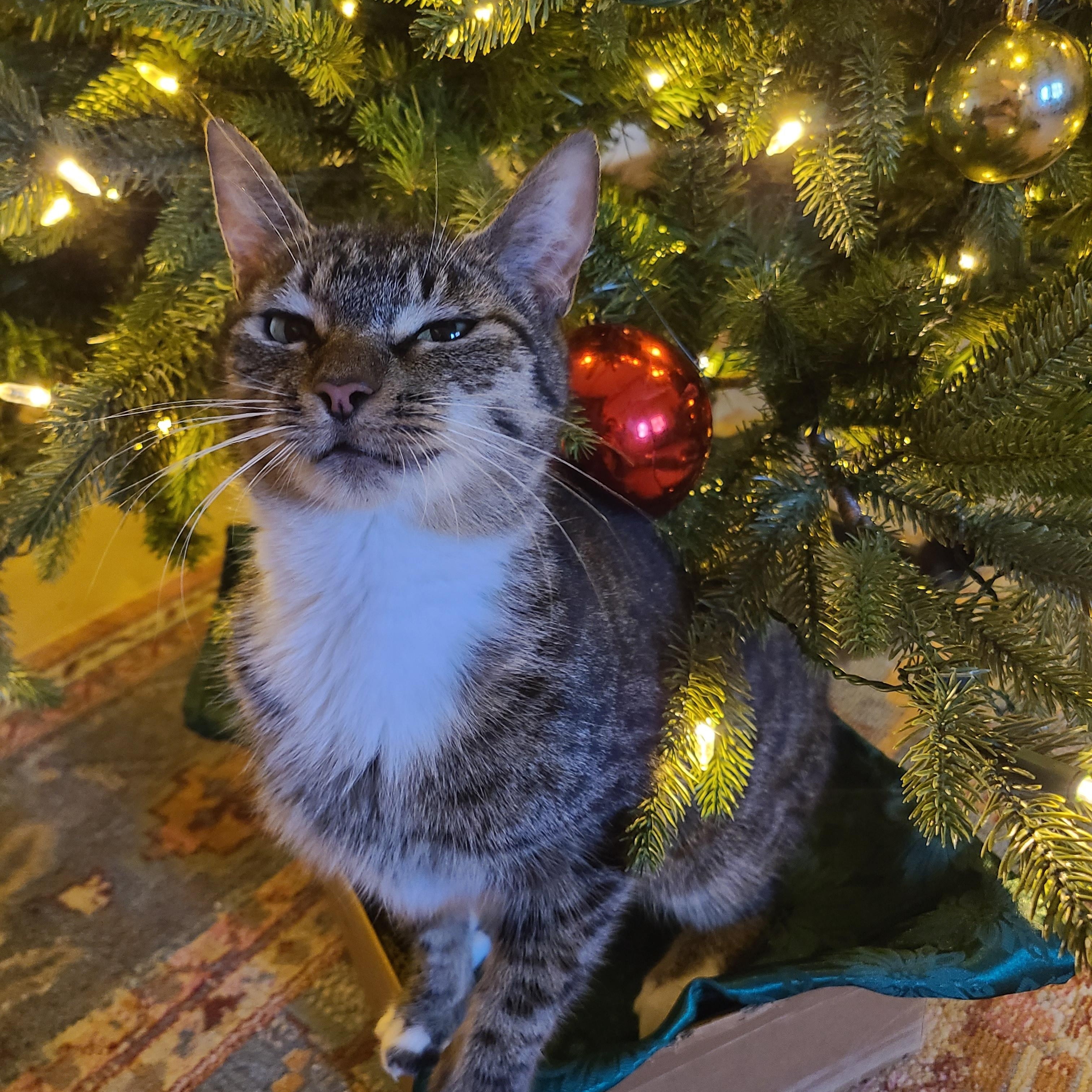 Enlarge Hazelnut, an adopted Domestic Short Hair in Ellijay, GA image 4/6