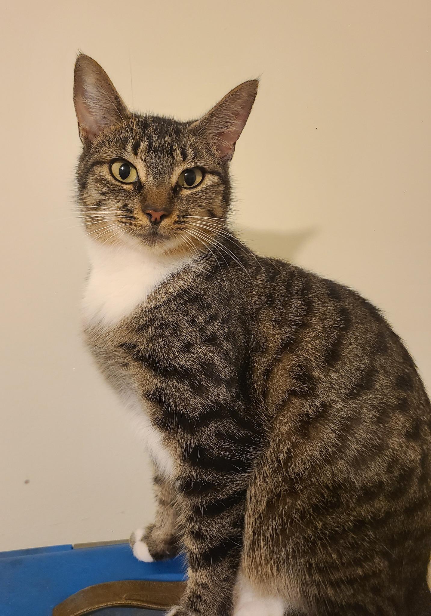 Enlarge Hazelnut, an adopted Domestic Short Hair in Ellijay, GA image 6/6