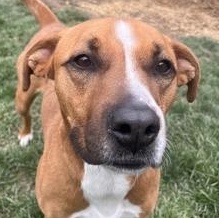 Enlarge Rayne, a Adoptable Labrador Retriever in Vienna, OH image 1/1