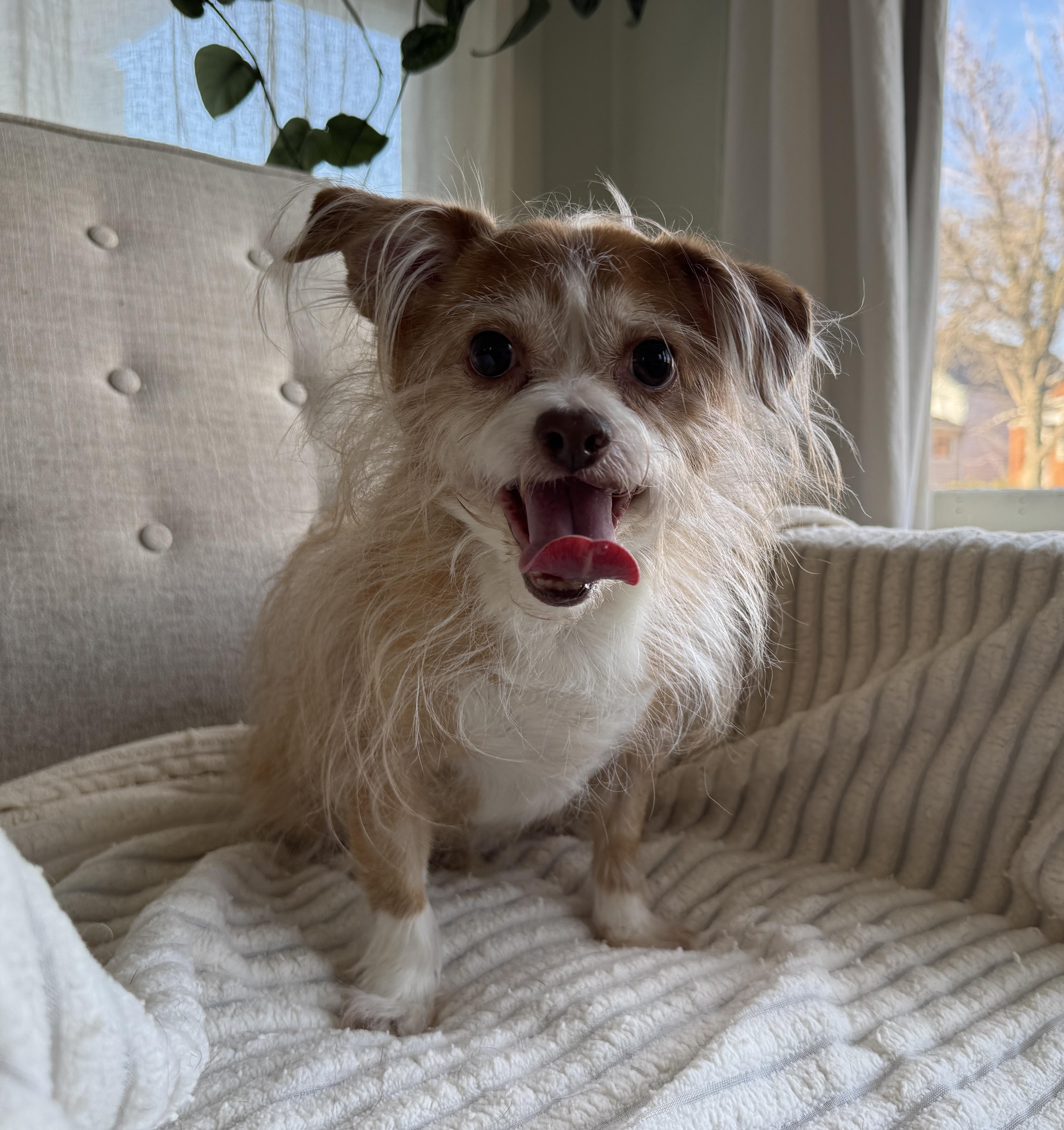 Enlarge CoCo, a ADOPTABLE mixed breed in Chicago, IL image 1/3