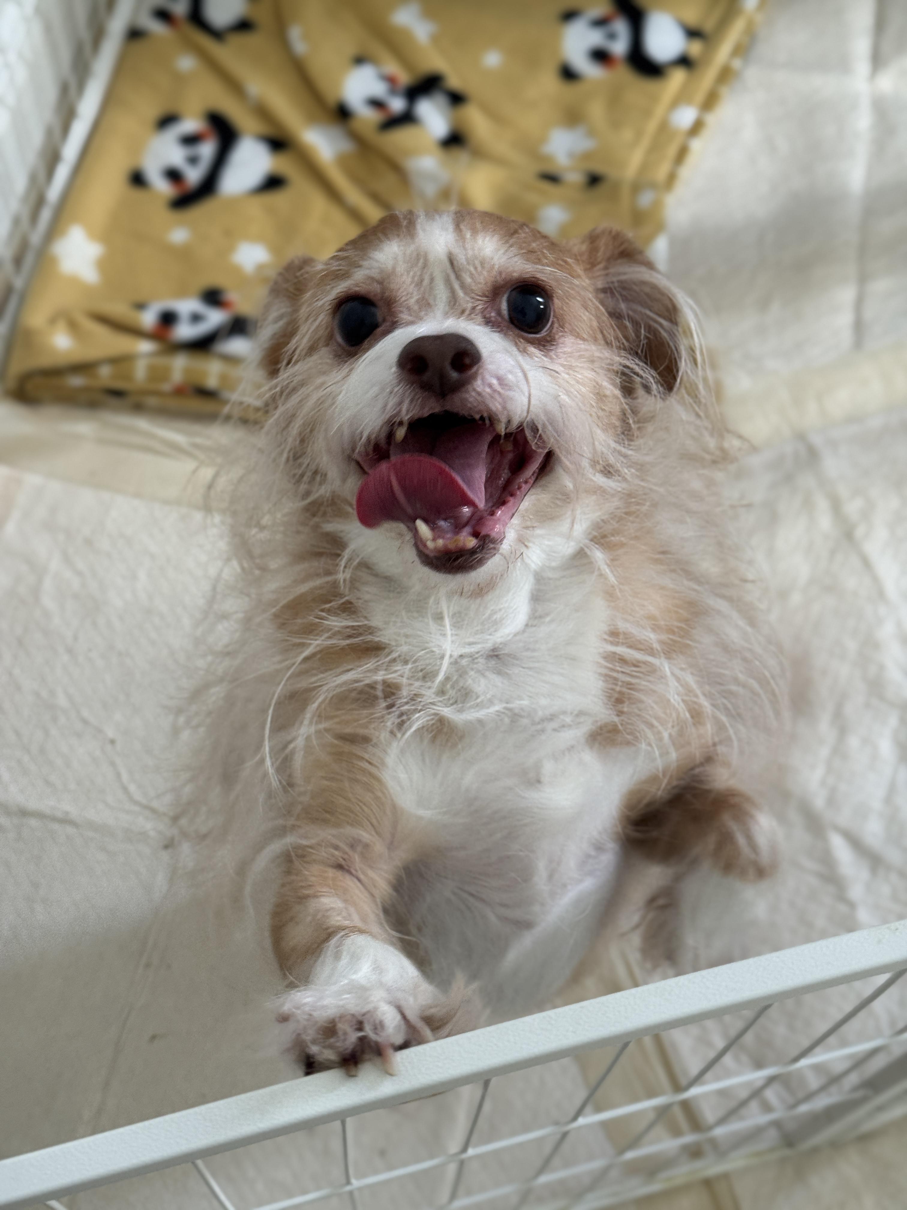 Enlarge CoCo, a ADOPTABLE mixed breed in Chicago, IL image 3/3