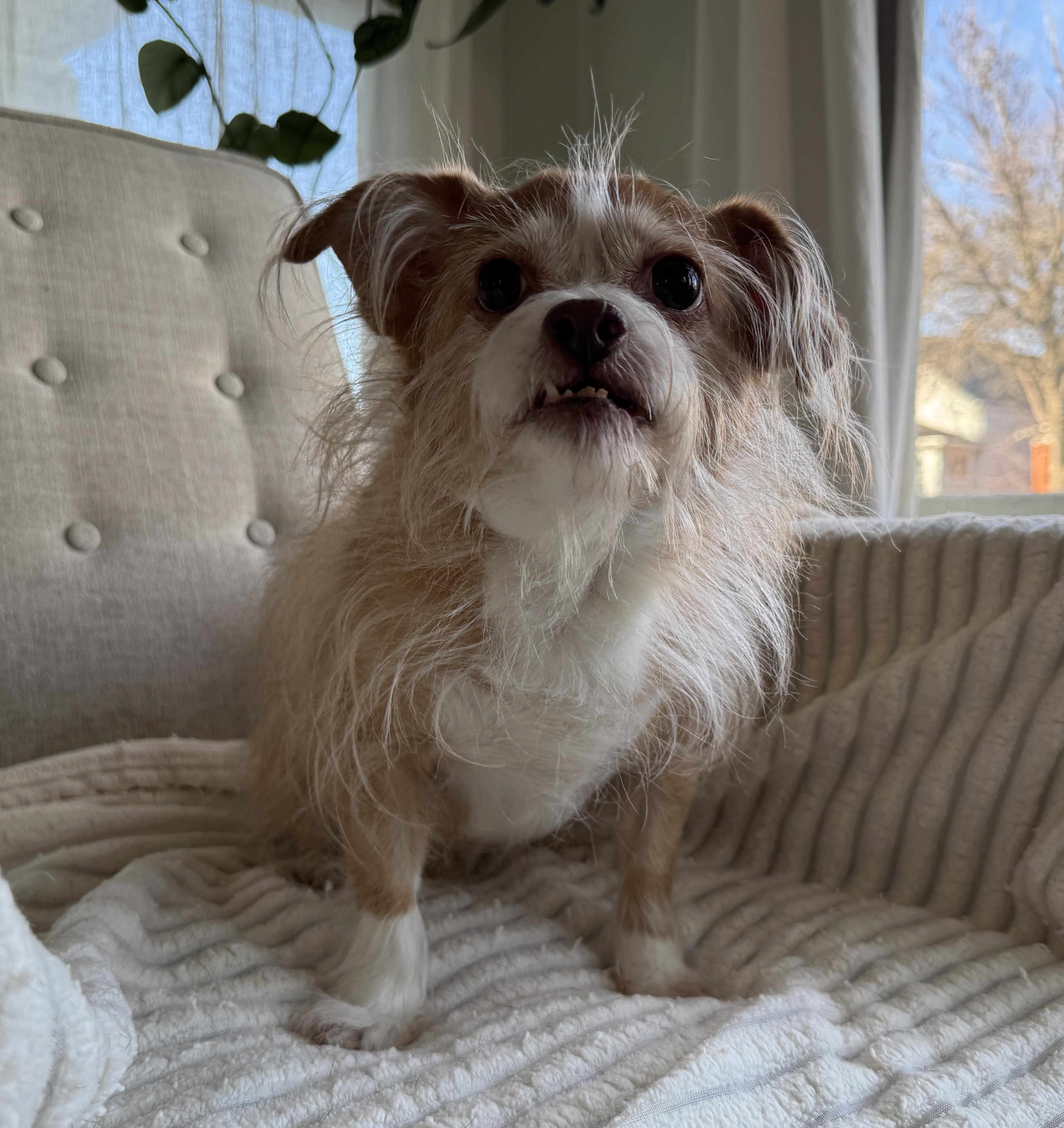 Enlarge CoCo, a ADOPTABLE mixed breed in Chicago, IL image 2/3