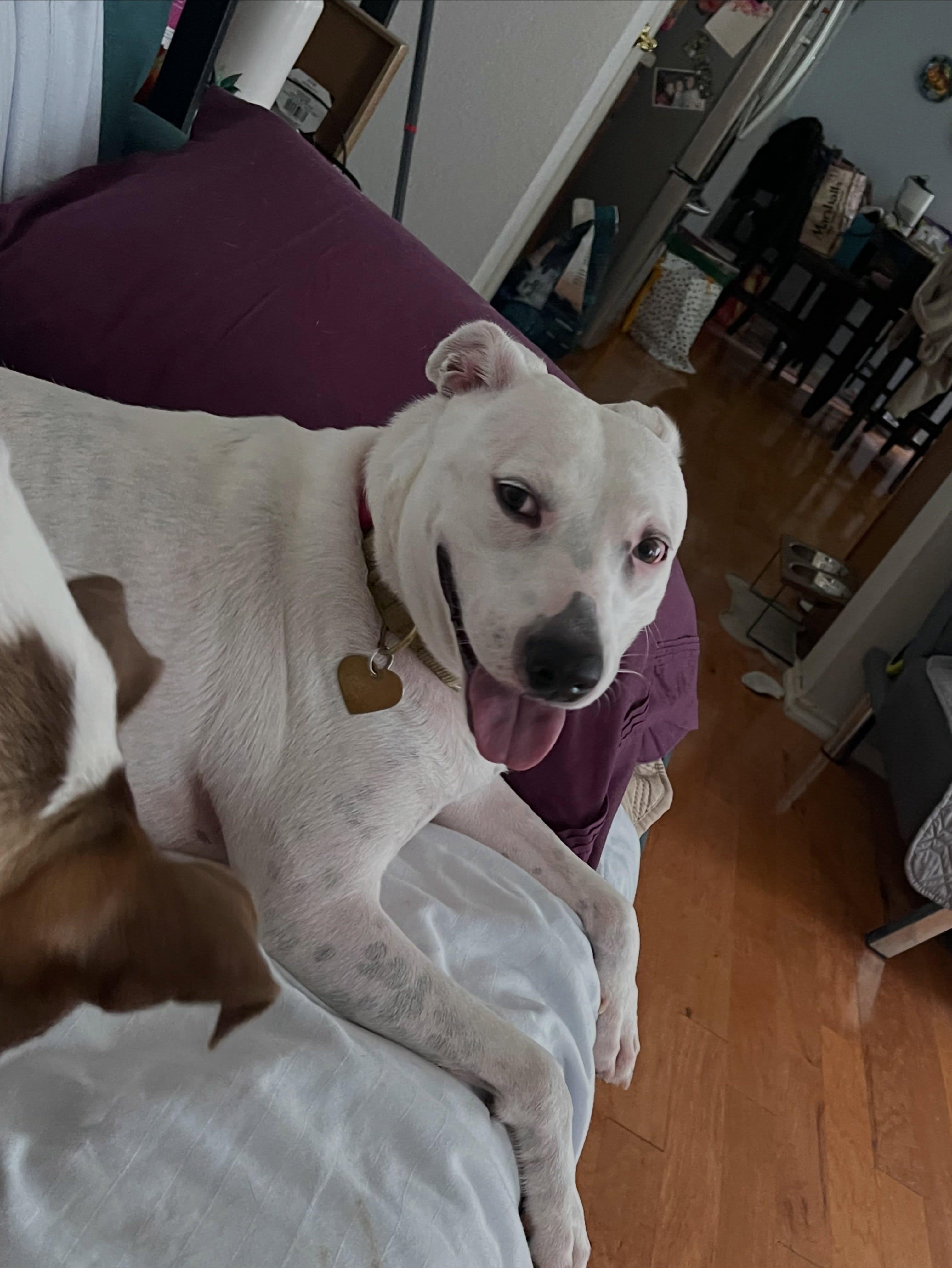 Enlarge Rosie, a ADOPTABLE mixed breed in Buda, TX image 3/5