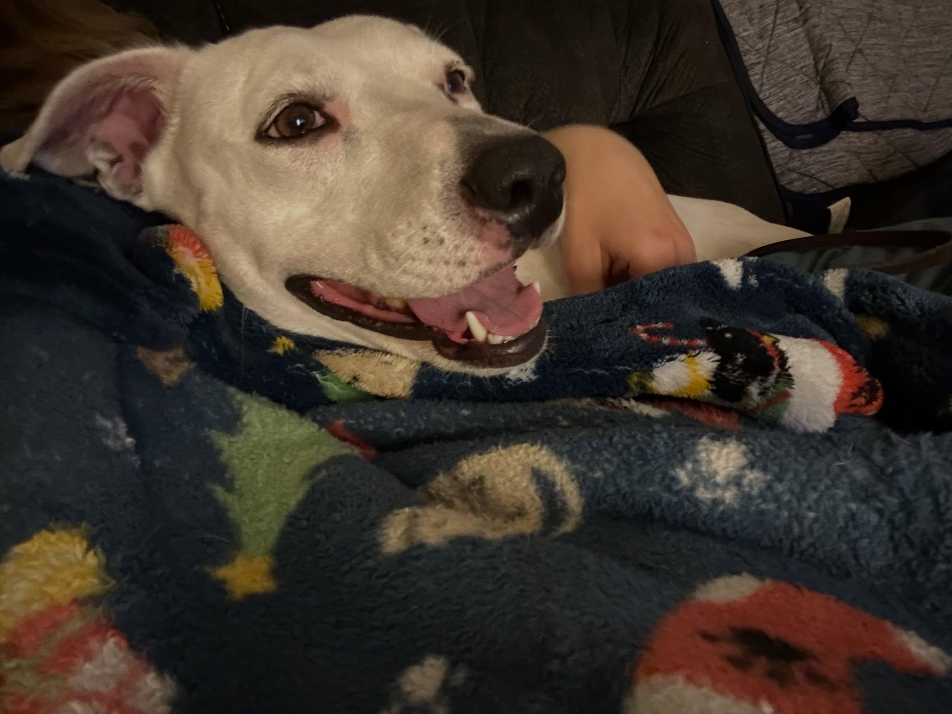Enlarge Rosie, a ADOPTABLE mixed breed in Buda, TX image 1/5