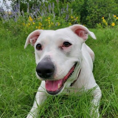 Enlarge Rosie, a ADOPTABLE mixed breed in Buda, TX image 5/5