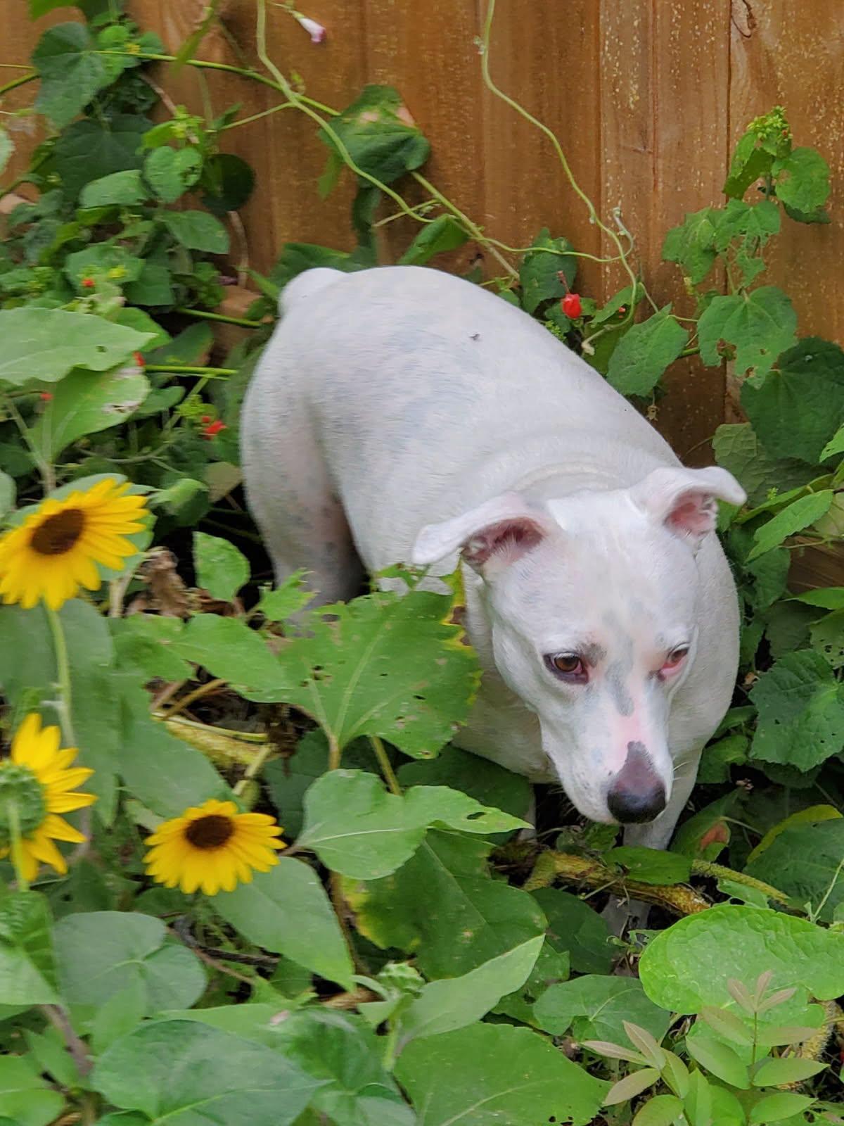 Enlarge Rosie, a ADOPTABLE mixed breed in Buda, TX image 2/5